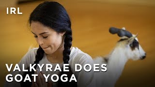 Valkyrae Does Goat Yoga ft Peeing Goats  IRL  HTC Esports [upl. by Walston86]