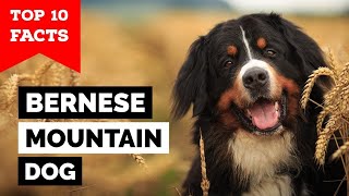 Bernese Mountain Dog  Top 10 Facts [upl. by Moulton]