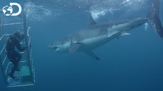 Un requin blanc de 5 mètres  Le Mois des Requins [upl. by Alded720]