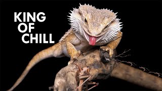 Bearded Dragon The King of Chill [upl. by Ynwat]