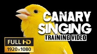 4K CANARY SINGING The Most Beautiful Canary video on youtube [upl. by Aitnyc52]