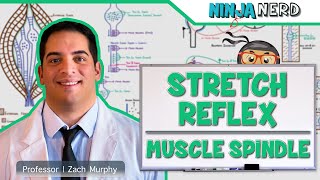 Muscle stretch reflex  Organ Systems  MCAT  Khan Academy [upl. by Assecnirp]