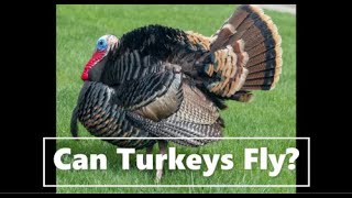 Thanksgiving Science Can Turkeys Fly [upl. by Yvaht]