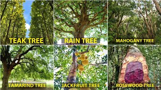 Teak Tree Mahogany Tree Rosewood Tree Rain Tree Jackfruit Tree Tamarind Tree [upl. by Eimmak975]