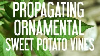 How to Propagate Ornamental Sweet Potato Vines [upl. by Arlie474]