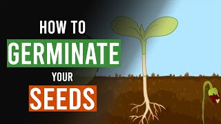 How to Germinate your Cannabis Seeds [upl. by Asined]