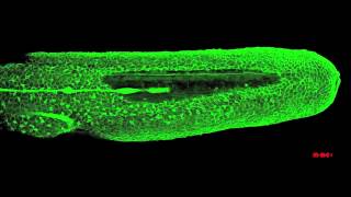 Zebrafish lateral line migration [upl. by Boeschen]