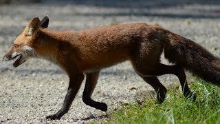 Wild red fox running amp walking on trail [upl. by Skylar844]