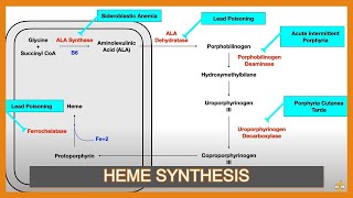 Heme Synthesis Pathway and Associated Diseases [upl. by Pren265]