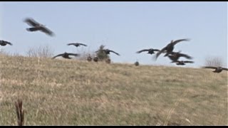 Flying Turkeys Attack Hunters [upl. by Malinowski]