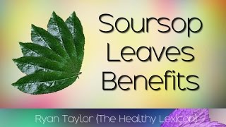 Soursop Leaves Benefits and Uses Graviola [upl. by Ardenia]