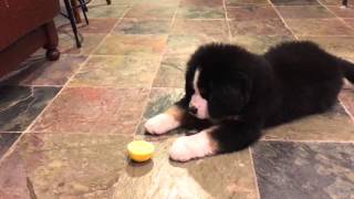 Bernese Mountain Dog Puppy vs Lemon [upl. by Turnbull]