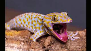 Gecko Sound  Gecko effect  Pictures of Geckos [upl. by Nodnil]