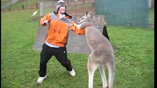 Kangaroo vs Human Kangaroo attacking [upl. by Susy]