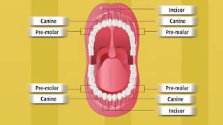 Types of Teeth and Structure of a Tooth  Macmillan Education India [upl. by Bria954]