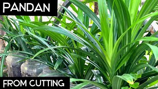 Growing PANDAN from Cutting  How to Propagate PANDAN in Water [upl. by Menard]