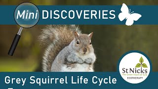 Grey Squirrel Life Cycle [upl. by Johan]