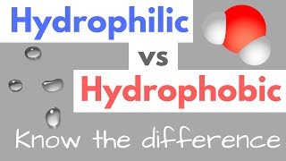 Hydrophilic vs Hydrophobic  Substances  Cell Membranes [upl. by Dinse]