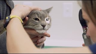 Veterinarian  What I do amp how much I make  Part 1  Khan Academy [upl. by Krista]