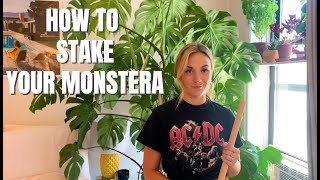 How To Stake Your Monstera Deliciosa [upl. by Bate]