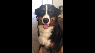 Bernese Mountain Dog Puppy In Training  ONE TAKE  Old video [upl. by Leiuqeze]