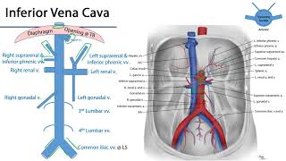 Inferior Vena Cava  M1 Duodenum Pancreas and Abdominal Aorta [upl. by Elyse]