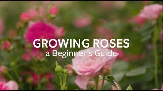 How to grow Roses  Grow at Home  Royal Horticultural Society [upl. by Eiddam354]