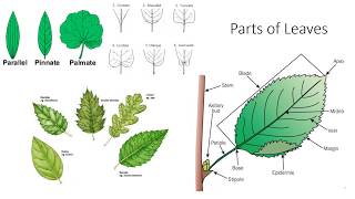 Plant Anatomy and Morphology [upl. by Brett599]