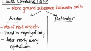 Areolar and Reticular Tissue [upl. by Laven]