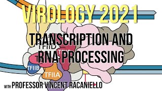 Virology Lectures 2021 7 Transcription and RNA Processing [upl. by Seessel]