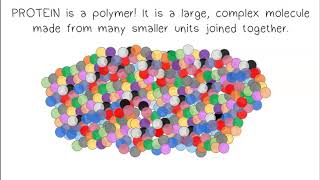 Monomers Polymers Synthesis amp Digestion [upl. by Yerot]