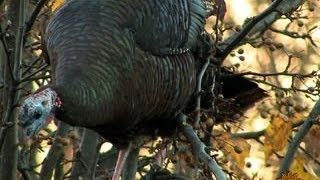 Nature Wild Turkeys [upl. by Ahsercal]