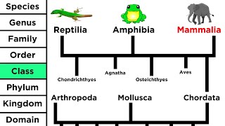 Phylogeny and the Tree of Life [upl. by Cos337]