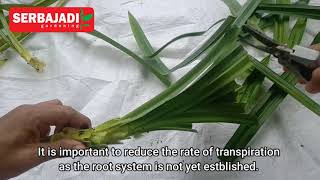 How to Grow Pandan From Stem Cutting [upl. by Cawley]