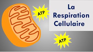 La Respiration Cellulaire [upl. by Cornelle]