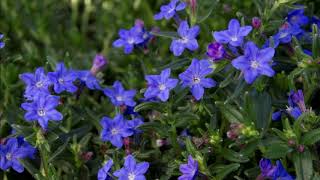 Lithodora diffusa [upl. by Murielle]