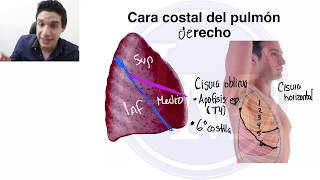 Anatomía  Sistema Respiratorio  Pulmón y Traquea [upl. by Sig152]