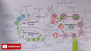 Plasmodium vivax in man phase  Detailed  Step by step  NEET  Bio science [upl. by Tutankhamen100]