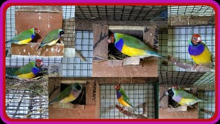 GouldianFinch breeding male start making nest [upl. by Mcilroy]