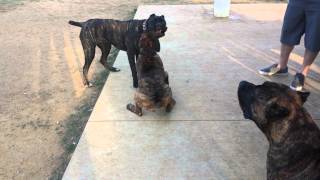 Boerboel Presa Canario and Cane Corso [upl. by Nolyat]