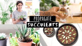 How to Successfully Propagate Succulents  Garden Up [upl. by Sinaj677]