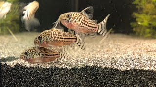 Corydoras Trilineatus [upl. by Ghassan]