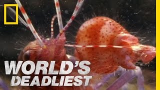 Amazing Pistol Shrimp Stun quotGunquot  Worlds Deadliest [upl. by Anallese]