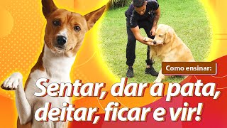 Como ensinar seu cachorro os 5 COMANDOS MAIS IMPORTANTES no adestramento [upl. by Yeznil]