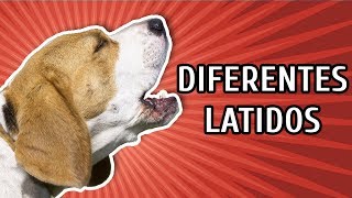 CACHORROS LATINDO COMO É O LATIDO DE CADA RAÇA [upl. by Michale]