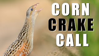 CORNCRAKE call  bird sounds [upl. by Ahseyk]