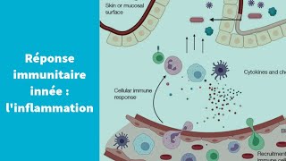 La réponse immunitaire innée  linflammation  Première Spécialité SVT [upl. by Ronyar]