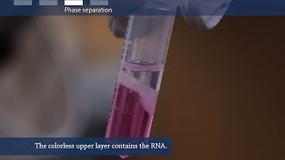 How to isolate RNA from tissue or cells [upl. by Ennove]