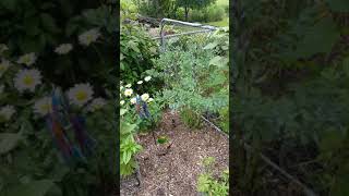 Collecting blue false indigo baptisia seeds [upl. by Llerrej]