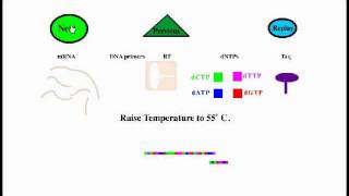 Reverse Transcriptase PCR [upl. by Ellehsim445]